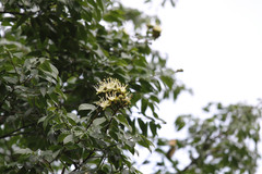 Hymenaea courbaril